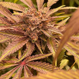 Conscious Genetics "Pink Waferz" Feminised Cannabis Seeds