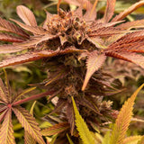 Conscious Genetics "Pink Waferz" Feminised Cannabis Seeds
